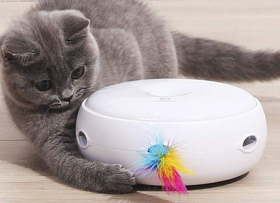 Feather Smart Kitten Teaser In White
