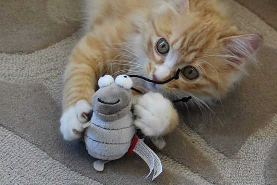 Grey Chaser Pet Interactive Cat Cricket