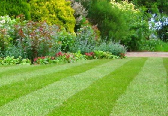 Line Cut Pristine Lawn