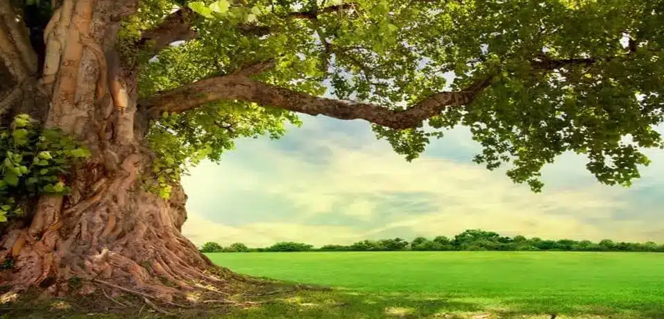 Tree In Meadow Picnic Spot