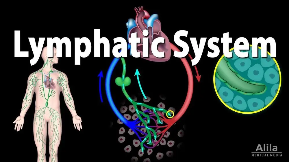 Lymphatic System Diagram