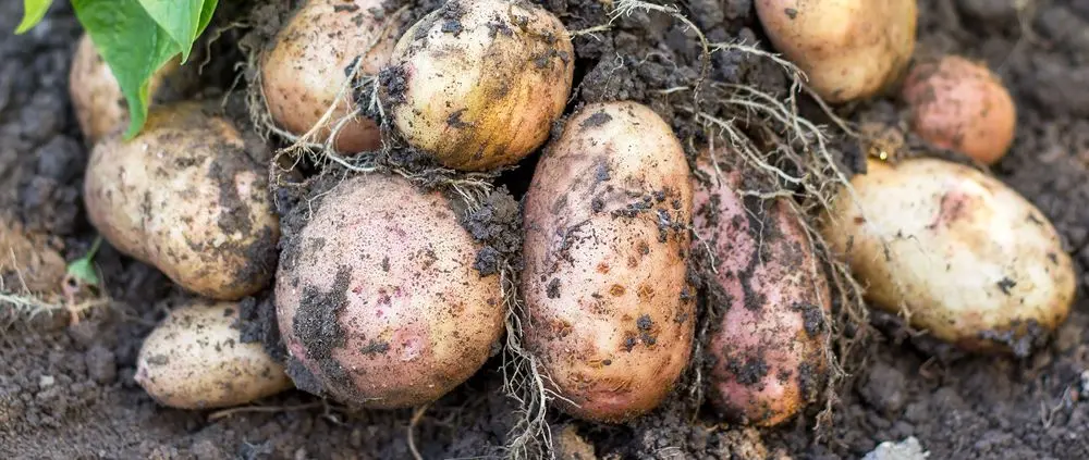 Potatoes For The Electric Peeler