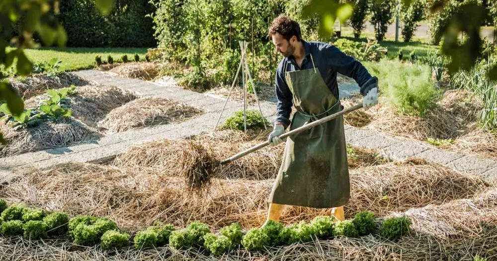 After Garden Chipper Enriching Soil Ground