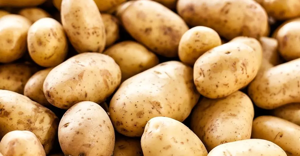 A Mountain Of Big Potatoes