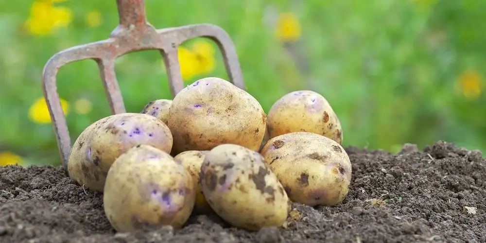 Pitch Fork Potatoes