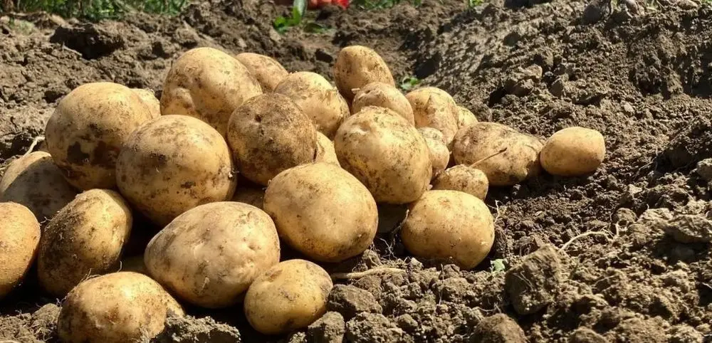 Potato Farming Summer