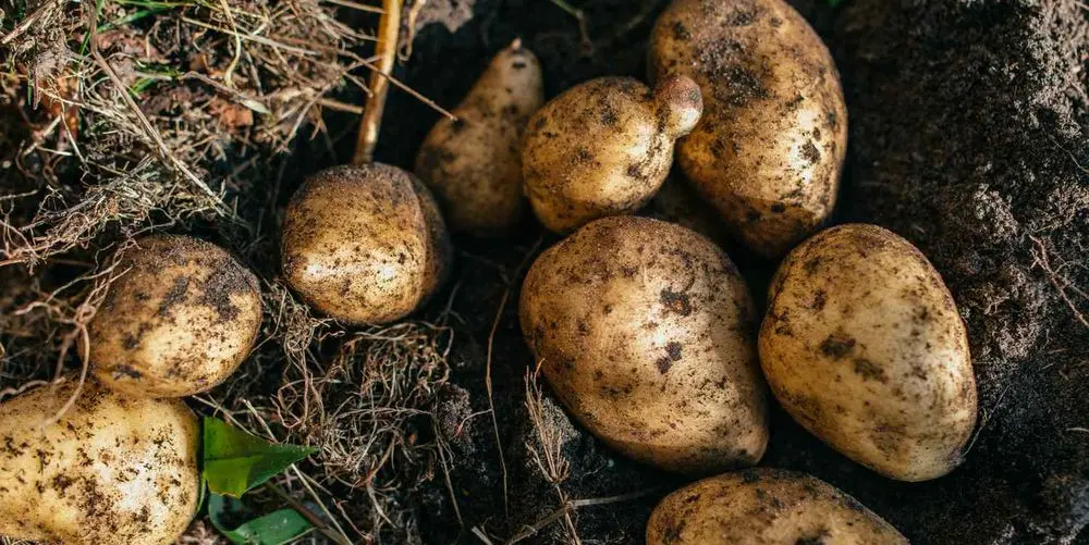 Potatoes From The Earth Still Dirty