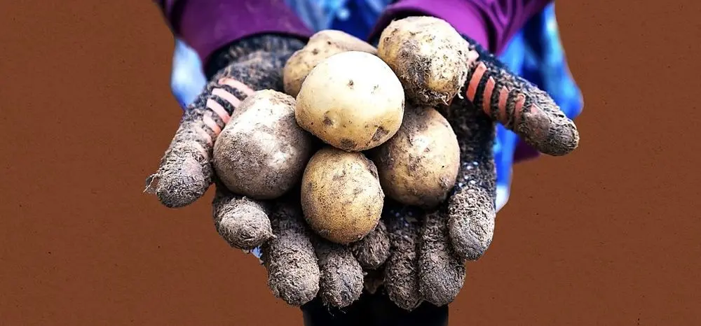 Jersey Potatoes In Gloves