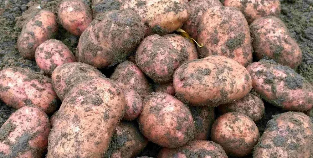 SARP Potatoes For The Electric Potato Peeler