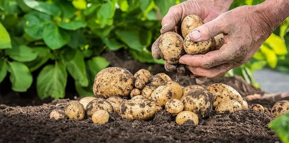 Rich Earth Potatoes In Hand