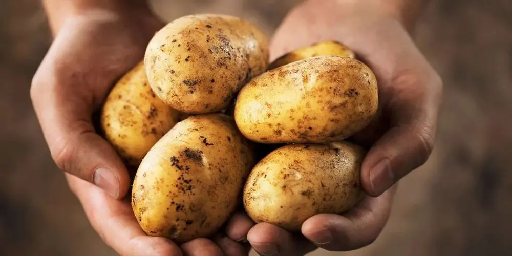 Scottish Seed Potatoes