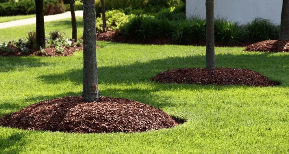 Tree Mulching Circle