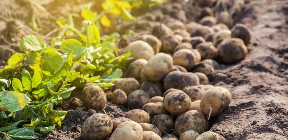 Sunshine & Spuds On Farm