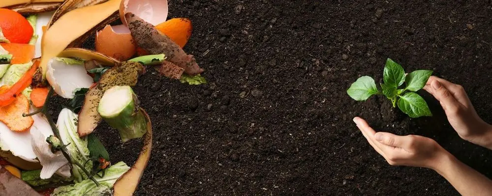 Earth Compost With Old Veg